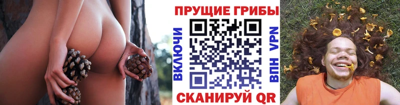Галлюциногенные грибы Psilocybine cubensis  Ессентукская 
